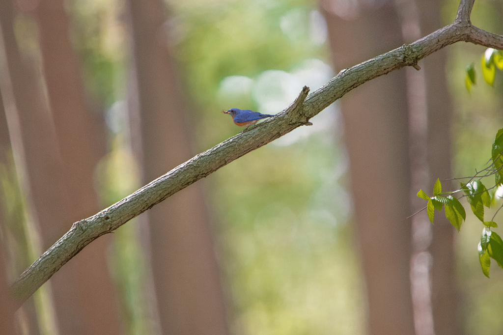 Bluebird Eating a Beetle(Look at those Trees)