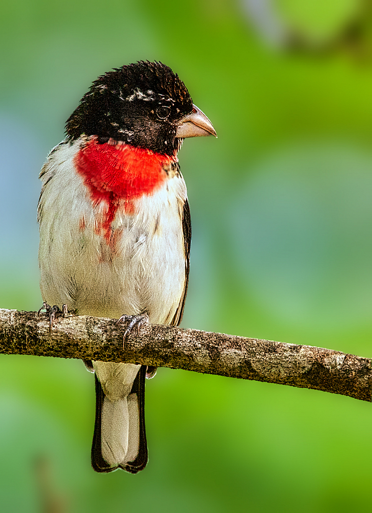 Rose-Breasted Grosbeak - ID: 15918489 © Janet Criswell