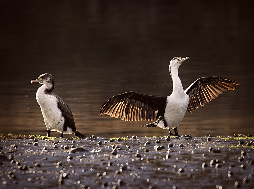 Drying out the wings