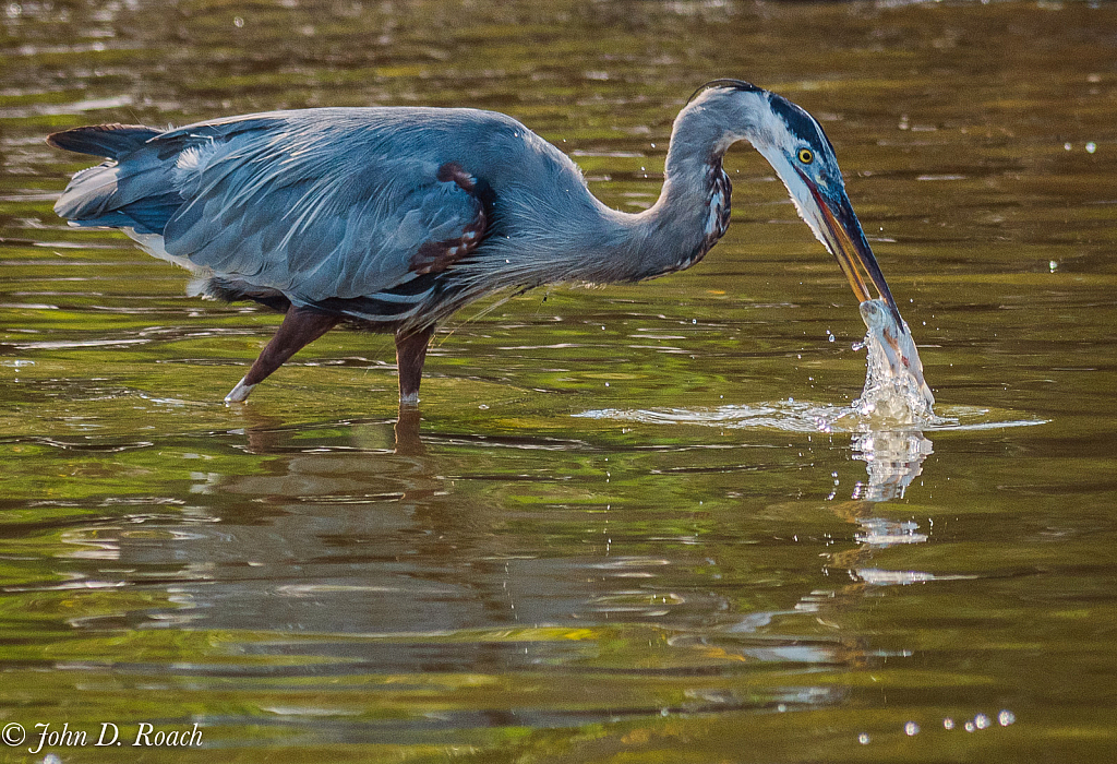 Heron - ID: 15918664 © John D. Roach