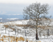 A Lonely Tree