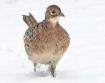 In A Sea Of Snow