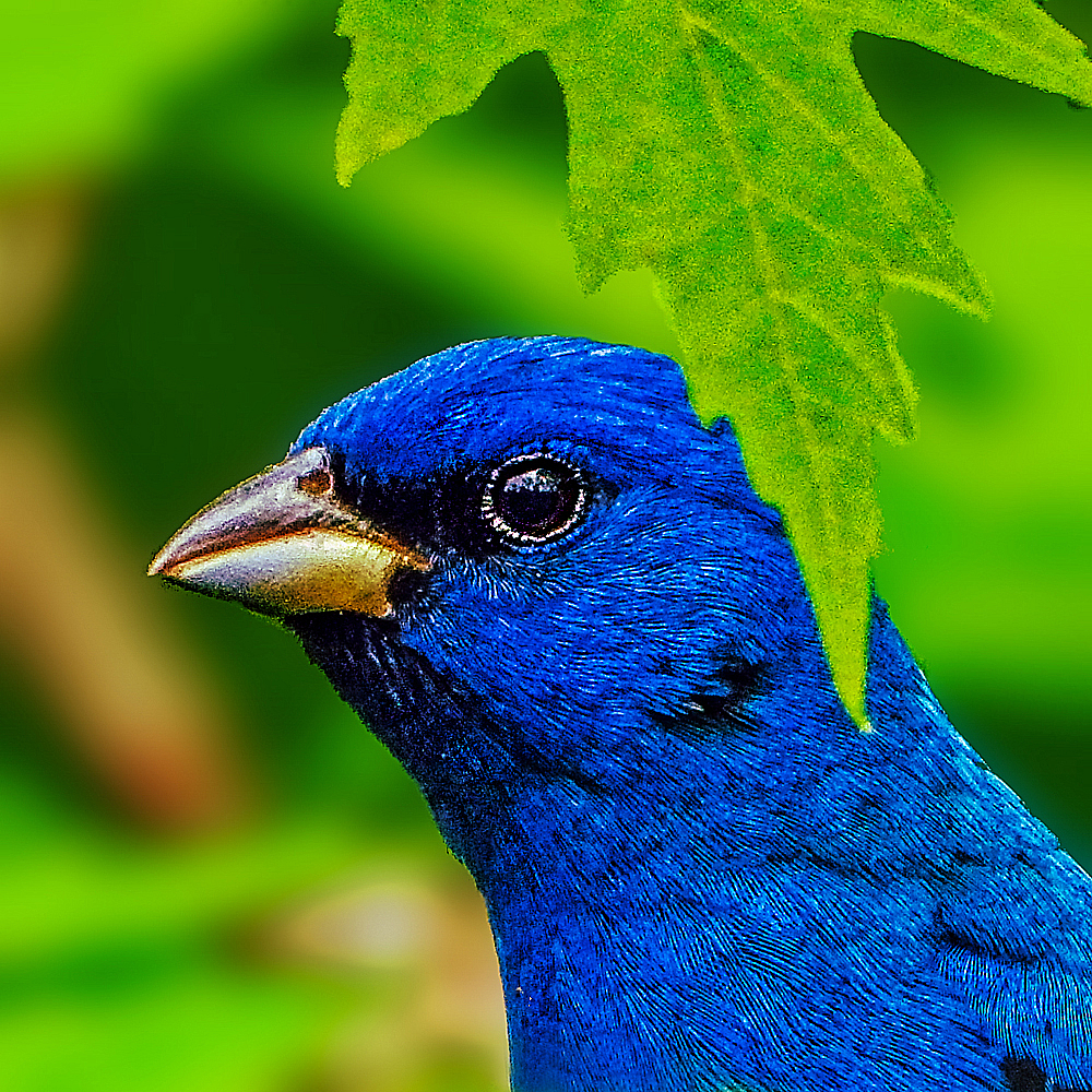 Indigo Bunting - ID: 15918615 © Janet Criswell