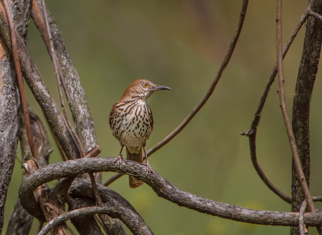 The Brown Thrasher Looking East