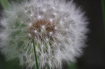 Make A Wish