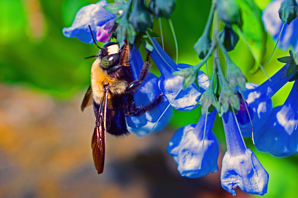Pollinating Virginia Bluebells