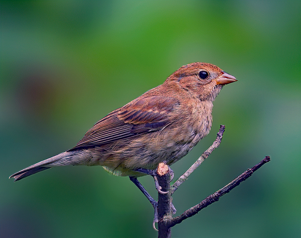 Indigo Bunting (female) - ID: 15918746 © Janet Criswell