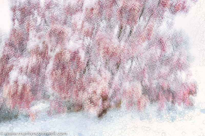 Snow Flowers