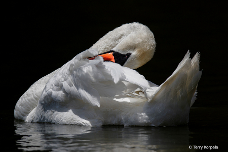 Mute Swan!