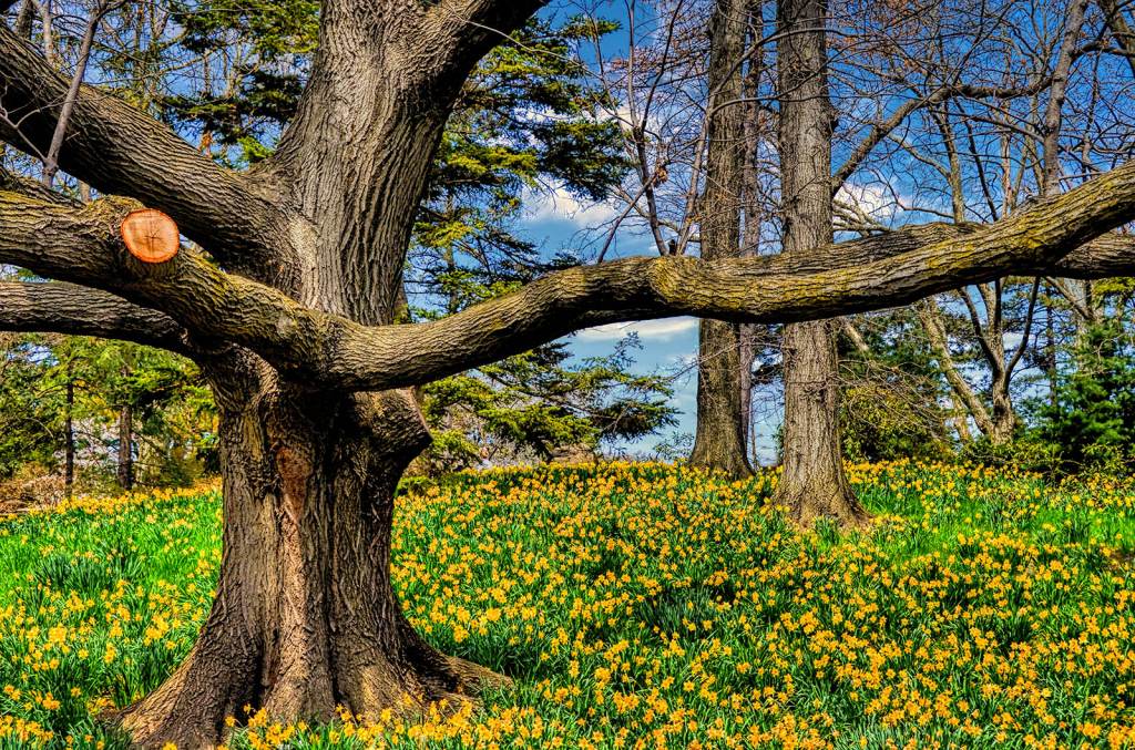 Brooklyn Spring - ID: 15919071 © Paul Coco