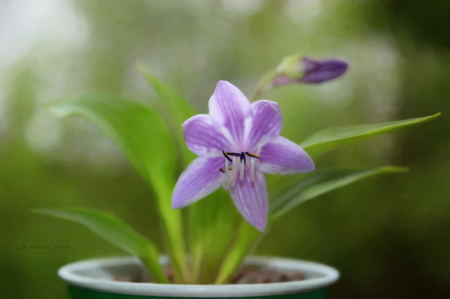 Seedling Smile