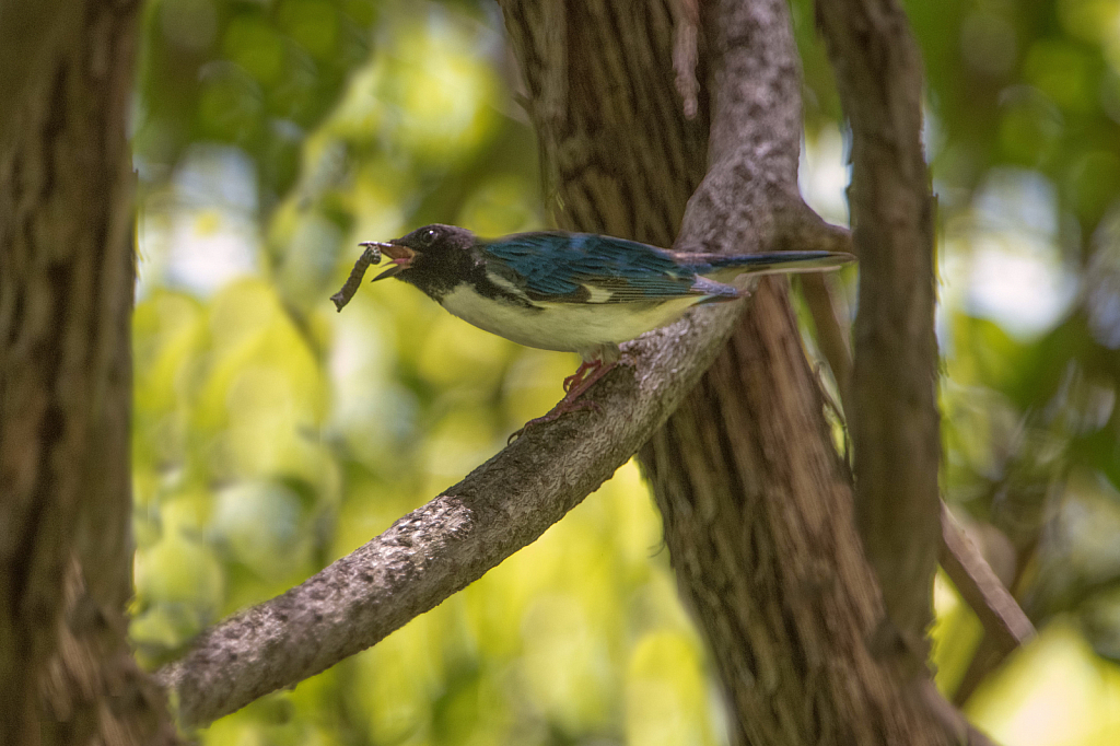 Black Throated Blue Warbler with Inch Worm