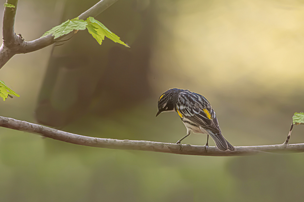 The Yellow Rump of the Yellow Rumped Warbler