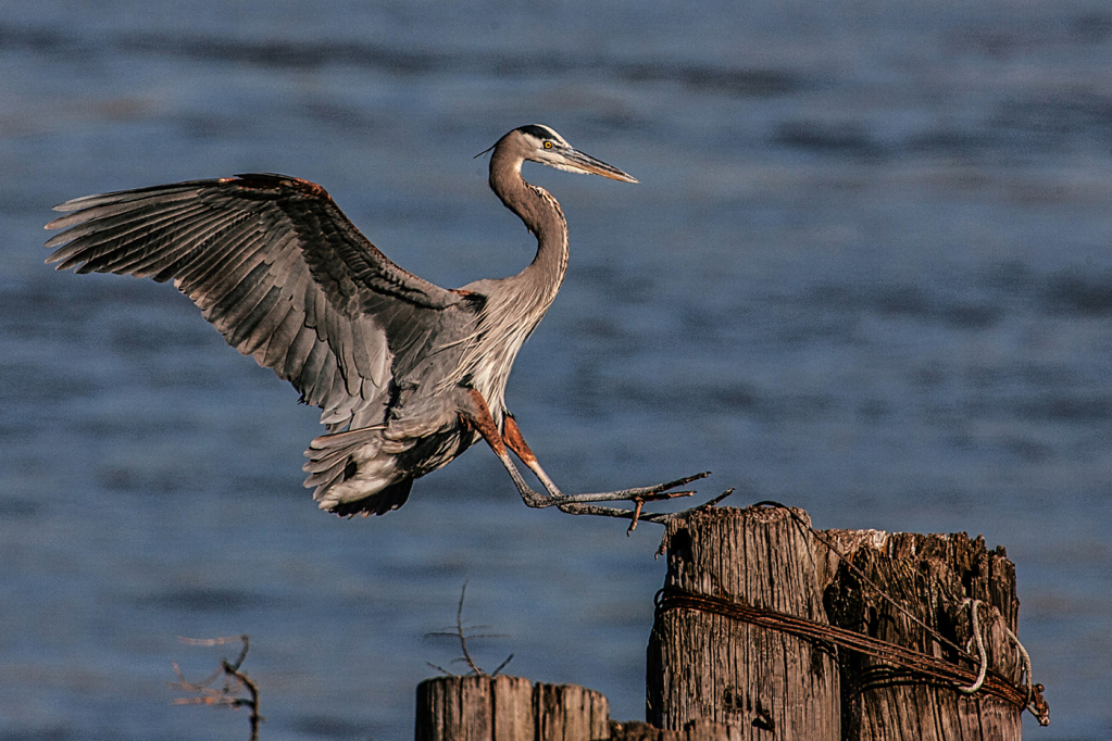 Great Blue Landing - ID: 15919078 © Janet Criswell