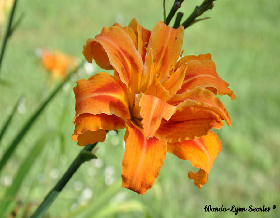 Orange Lily