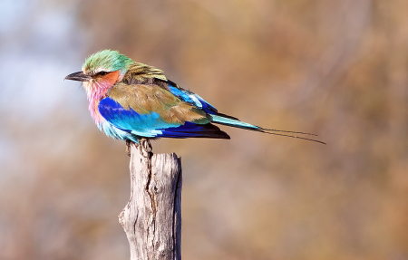 Lilac Breasted Roller