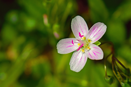 Spring Beauty