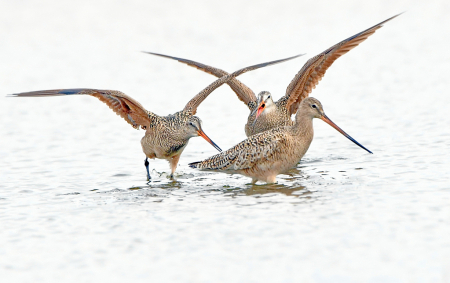 A Fight In The Pond