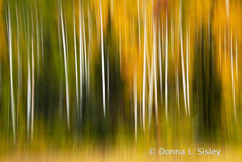 Abstract Fall Colors - ID: 15919128 © Donna L. Sisley