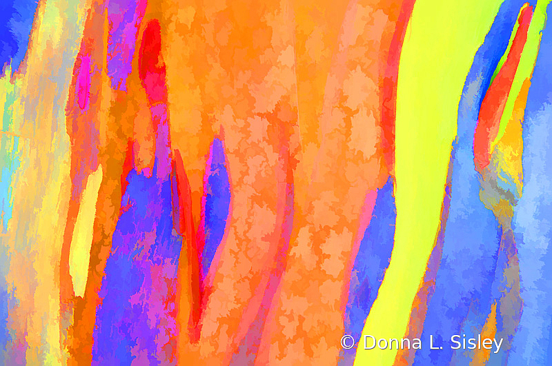 Abstract Rainbow Eucalyptus - ID: 15919130 © Donna L. Sisley