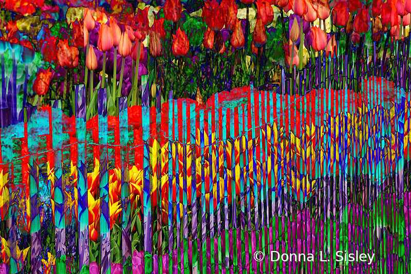 Tulip Fence - ID: 15919160 © Donna L. Sisley