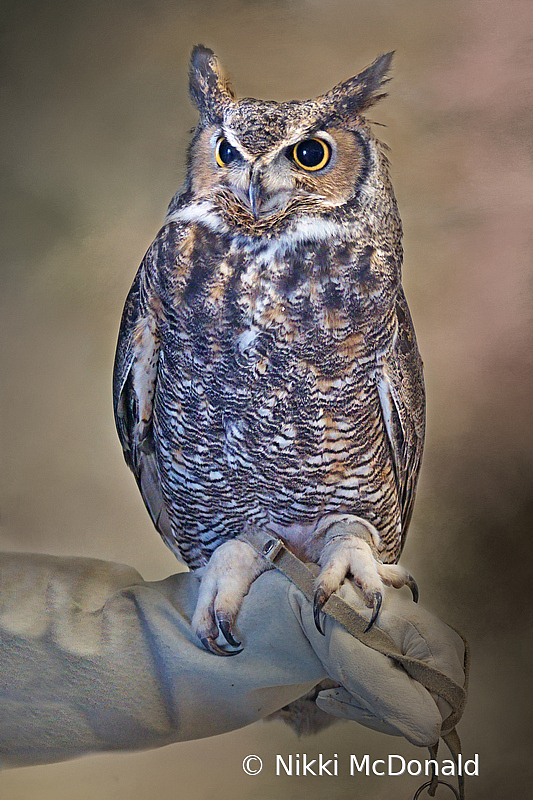 Great Horned Owl