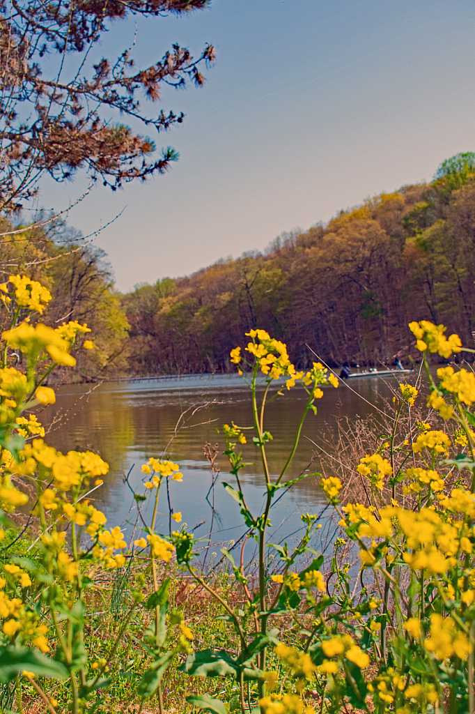 Springtime at Speedwell Forge Lake