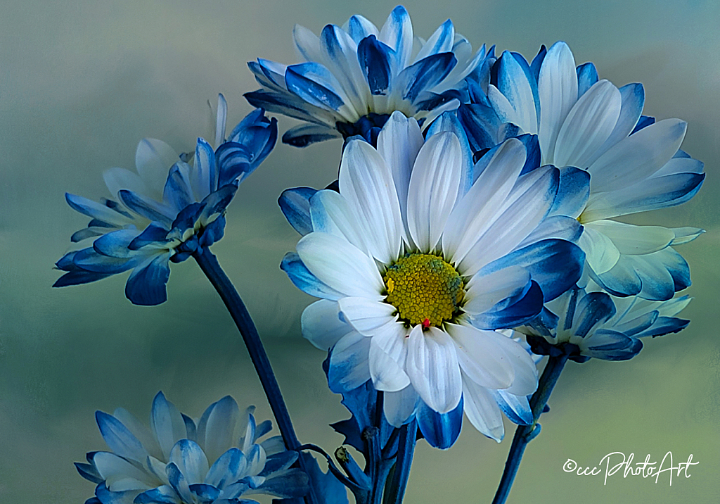 Blue Saturday Daisies