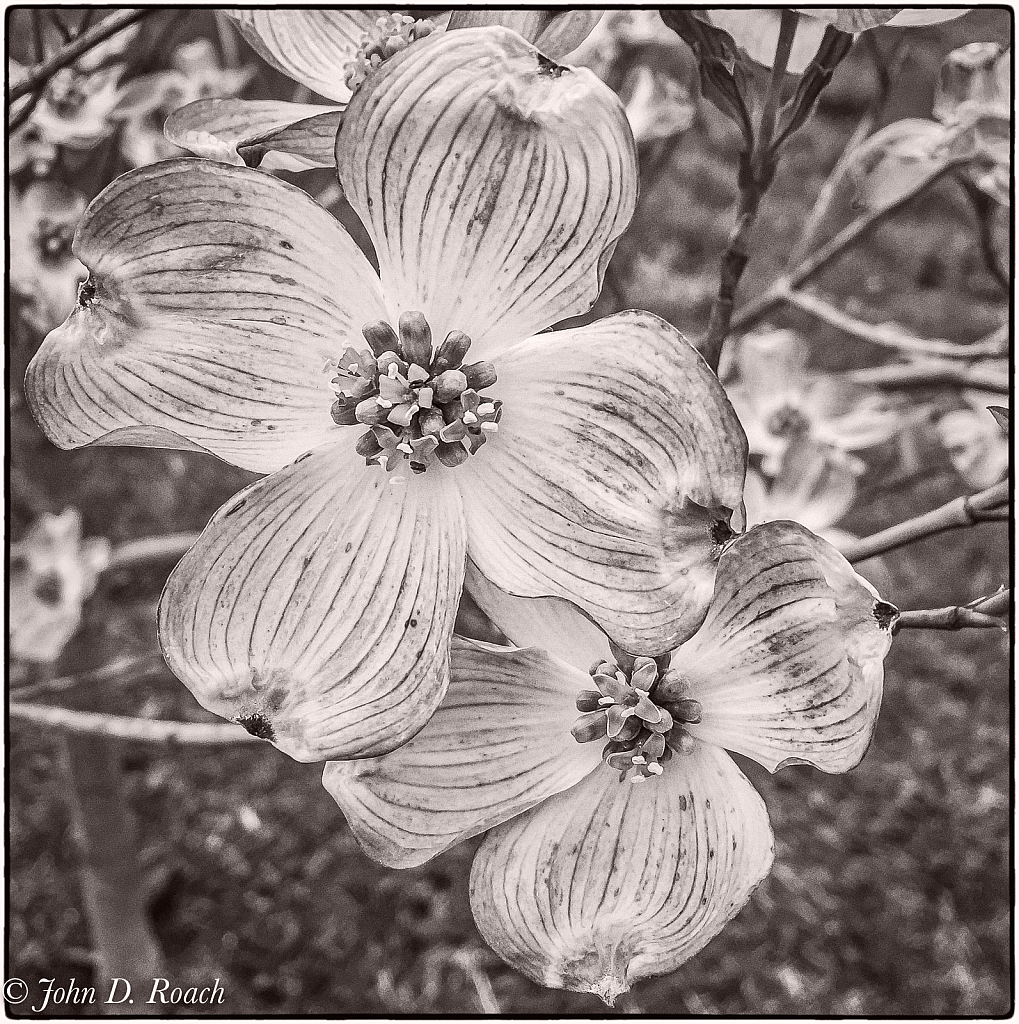 April Dogwood in Mono - ID: 15919353 © John D. Roach