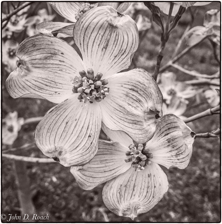 April Dogwood in Mono