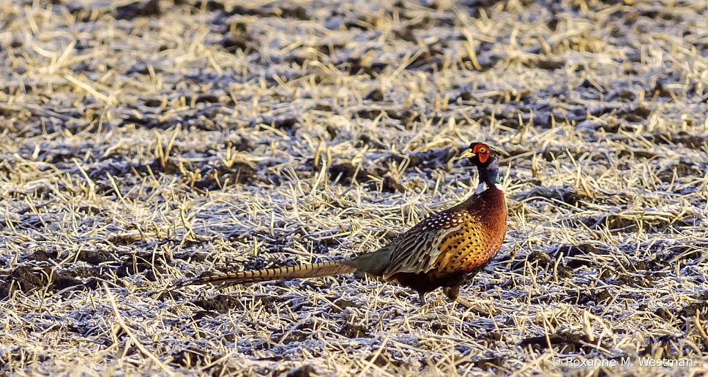 Ring necked rooster pheasant