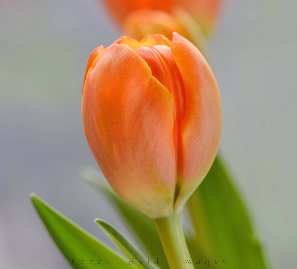 Tulip