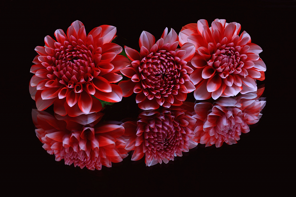 Dahlia Reflection