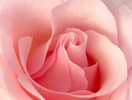 Pink Rose