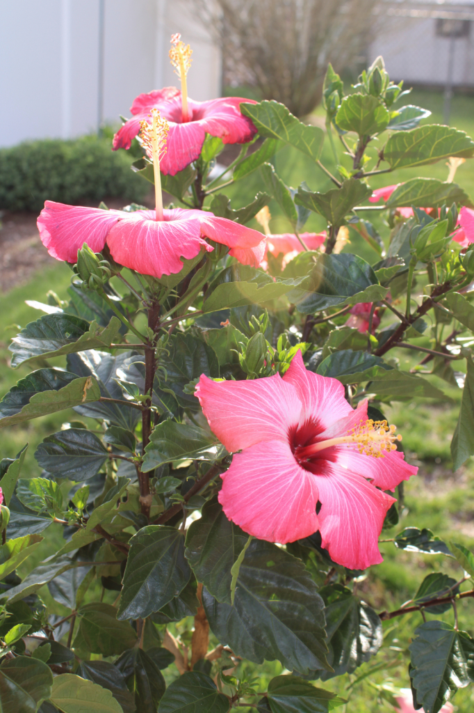 Painted Lady Hibiscus