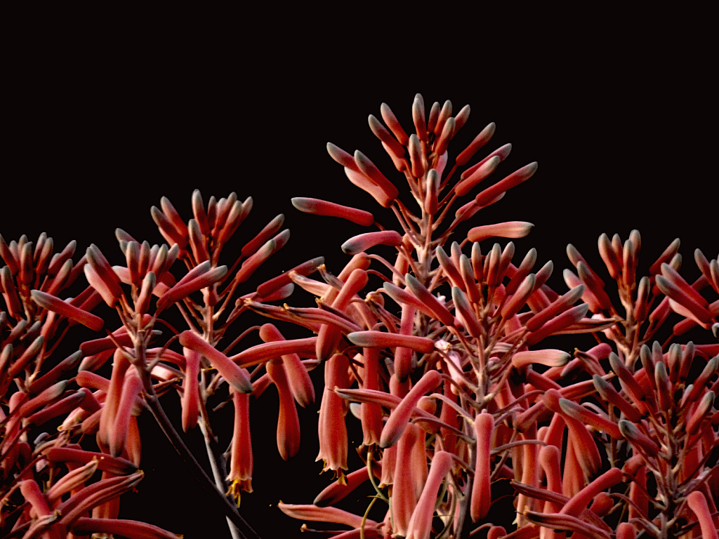 Aloe Plant