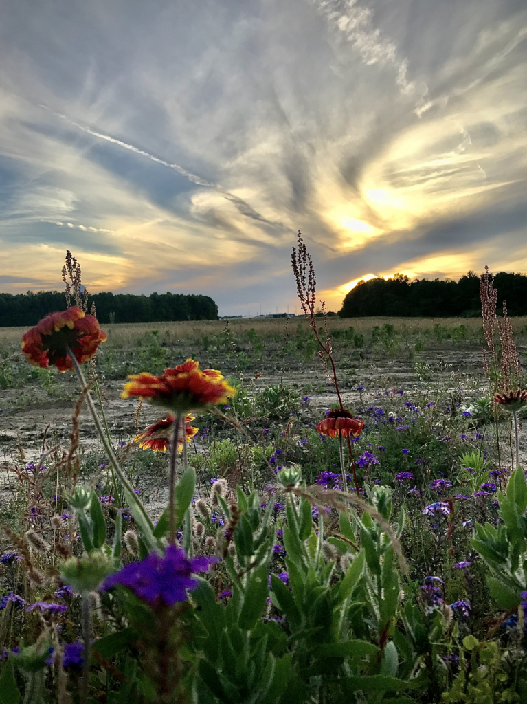 Sunset beyond the wildflowers  - ID: 15920537 © Elizabeth A. Marker