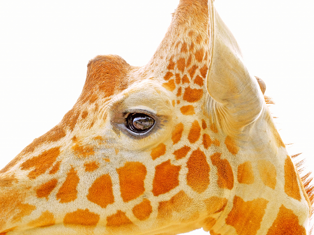 Giraffe's Eye.