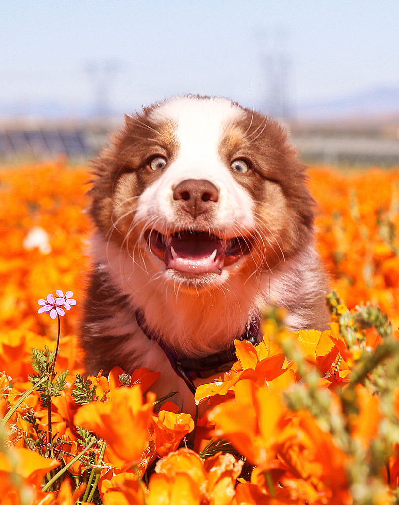 Smiling Puppy