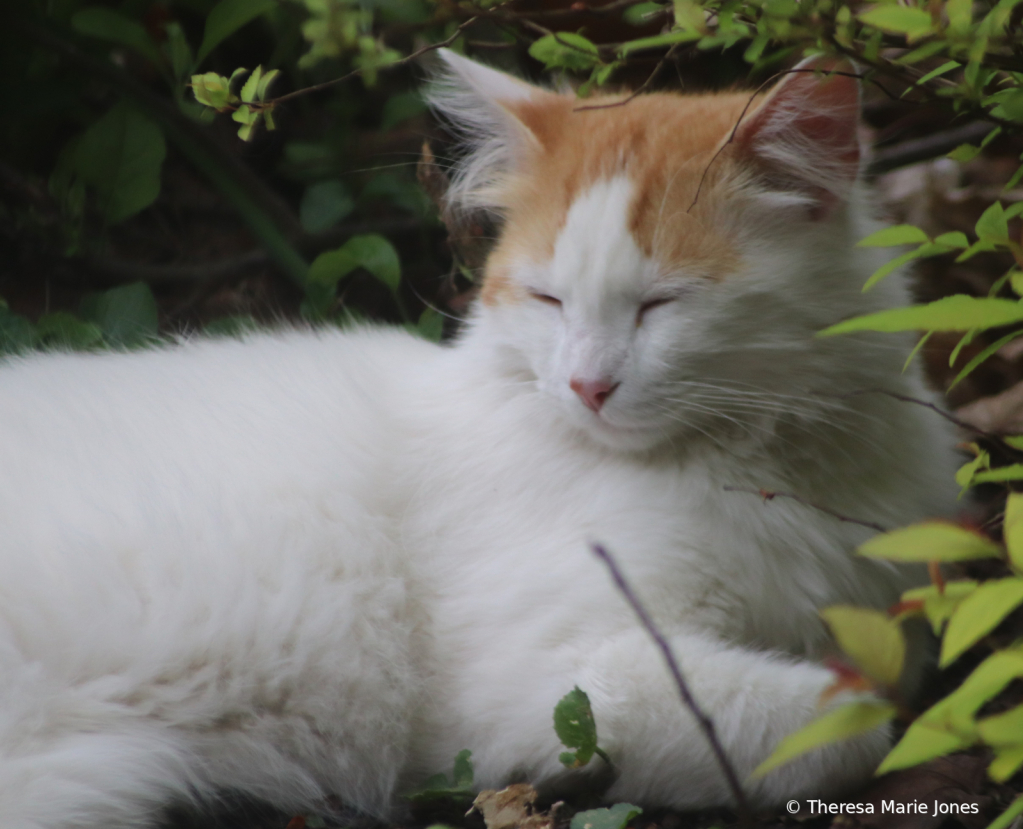 Sleepy head - ID: 15920812 © Theresa Marie Jones