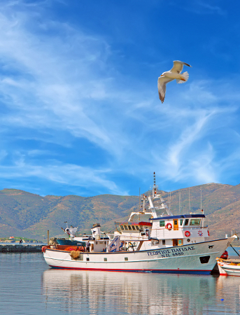 Fishing Boat & Seagull