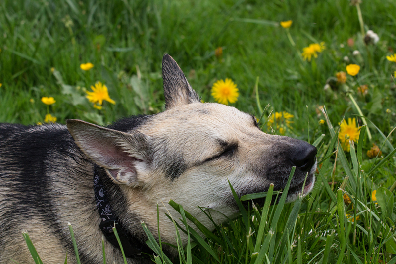 Dandelion Dreams