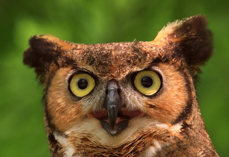 Great Horn Owl Eyes