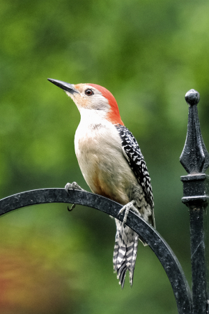 Red Bellied Woodpecker