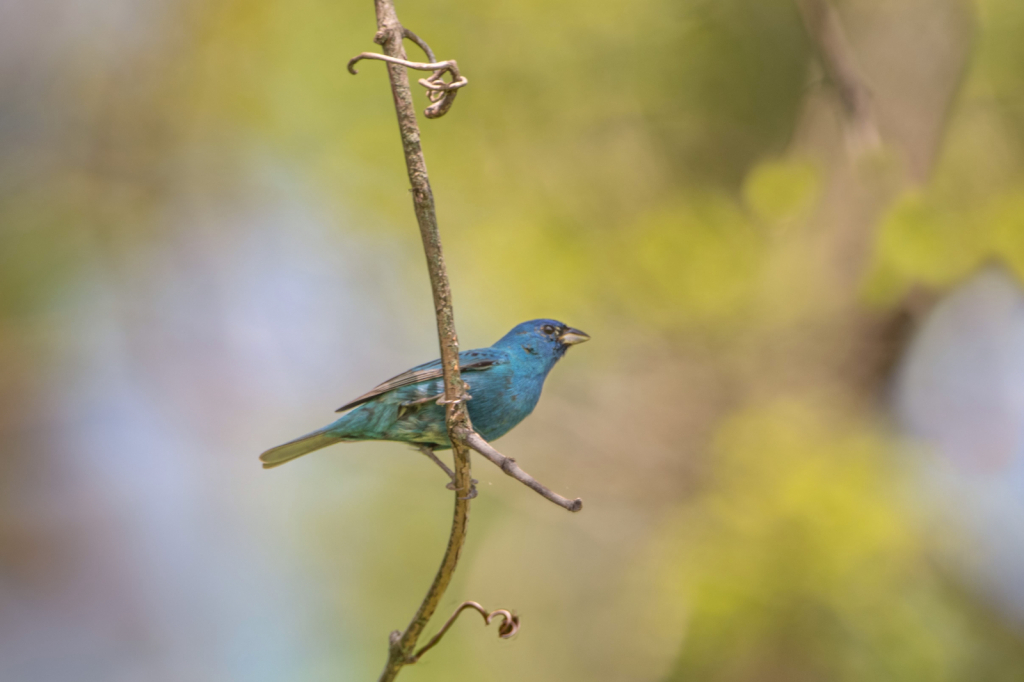 The Indigo Buntings are Back!!!