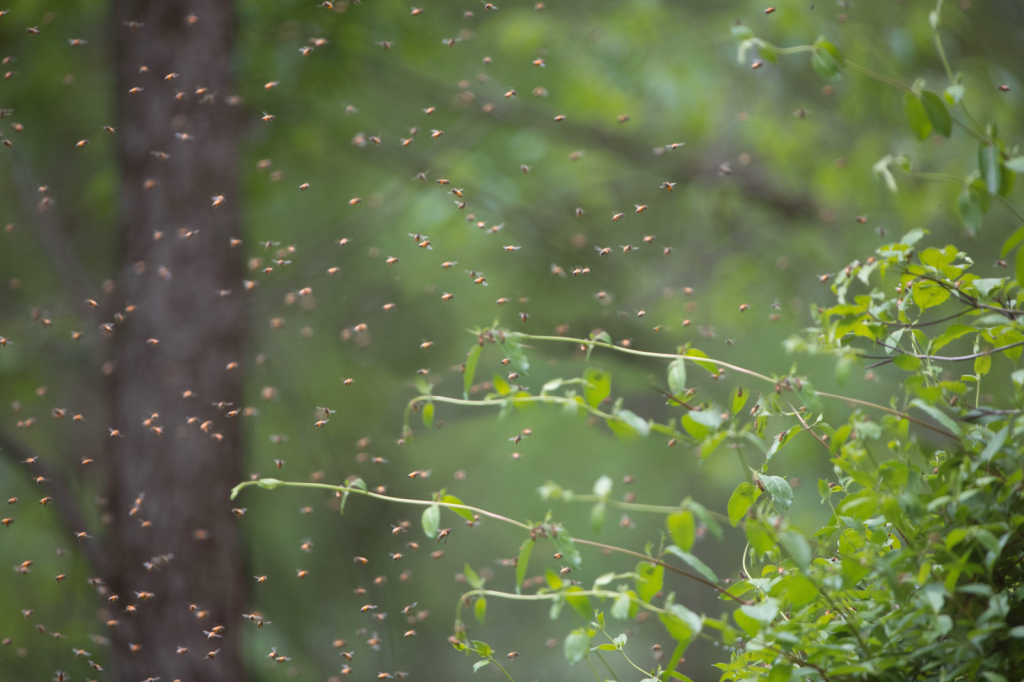 So Many Bees in Valley Forge