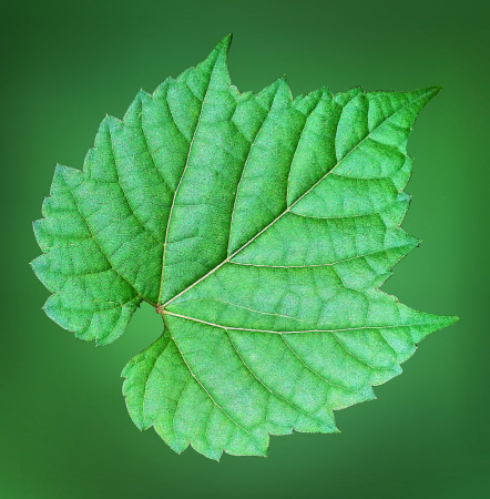 Leaf Specimen