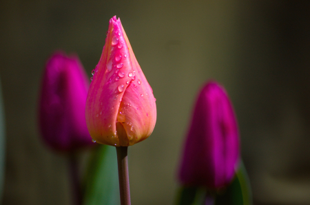 Tulip with Raindrops