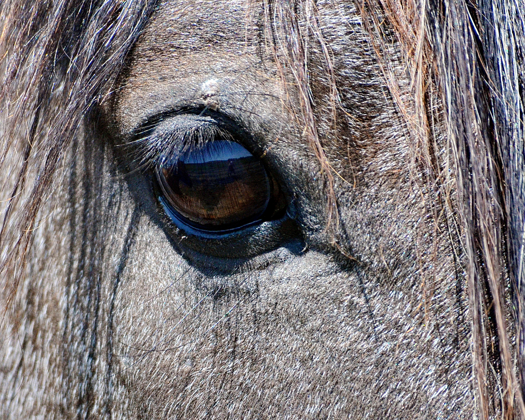 Eye of the Horse