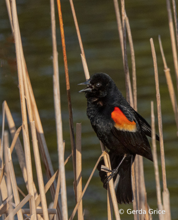 Male Redwing Blackbird Calling